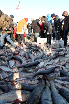 冬捕 捕魚(yú)