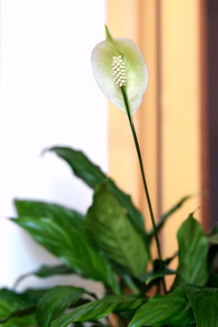 白綠花