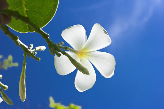 雞蛋花