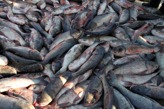 冬捕 捕魚 打凍網(wǎng)