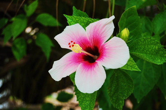 木槿