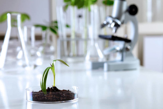 在綠色植物生物學實驗室