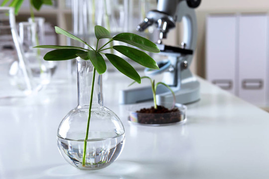 在綠色植物生物學實驗室
