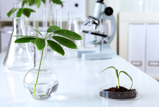 在綠色植物生物學實驗室