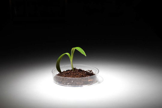 桌子上的綠色小植物