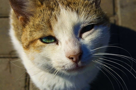 貓