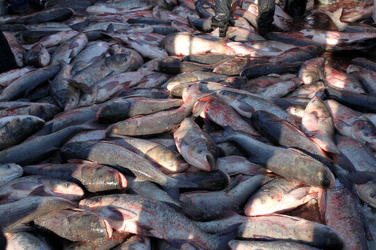 冬捕 捕魚(yú) 打凍網(wǎng) 淡水魚(yú)