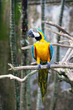 Colorful Parrot Sitting在樹枝上