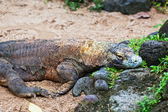 科莫多龍；Varanus komodoensis；是生活在世界上最大的蜥蜴；印度尼西亞。