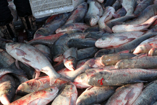 冬捕 捕魚(yú) 打凍網(wǎng) 淡水魚(yú)