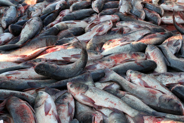 冬捕 捕魚