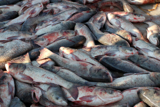 冬捕 捕魚(yú) 打凍網(wǎng)