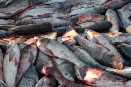 冬捕 捕魚