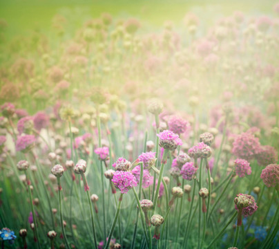 春天的花的背景