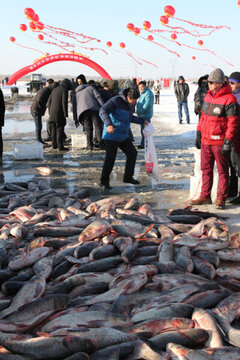 冬捕 捕魚(yú) 打凍網(wǎng)