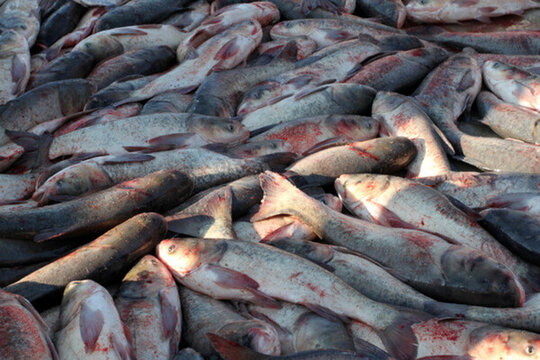冬捕 捕魚(yú) 打凍網(wǎng)