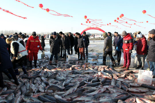 冬捕 捕魚 打凍網(wǎng) 淡水魚