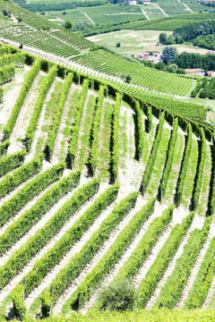 葡萄园位于Piedmont意大利附近的芭芭罗斯；；