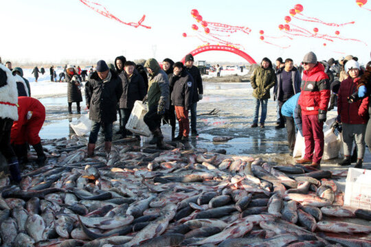 冬捕 捕魚(yú) 打凍網(wǎng)