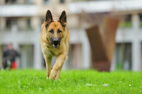 德國牧羊犬2？年