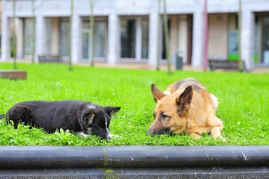 德國(guó)牧羊犬、邊境牧羊犬