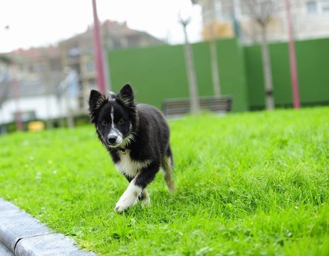 邊境牧羊犬的3個月