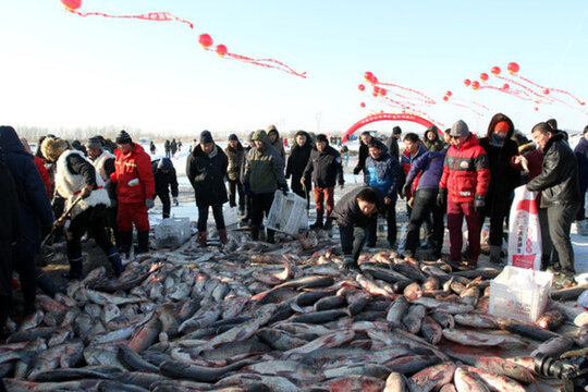 冬捕 捕魚(yú) 打凍網(wǎng)