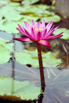 蓮花