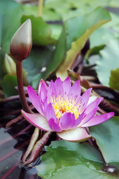 蓮花