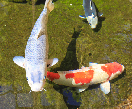 亞洲鯉魚池中錦鯉魚。