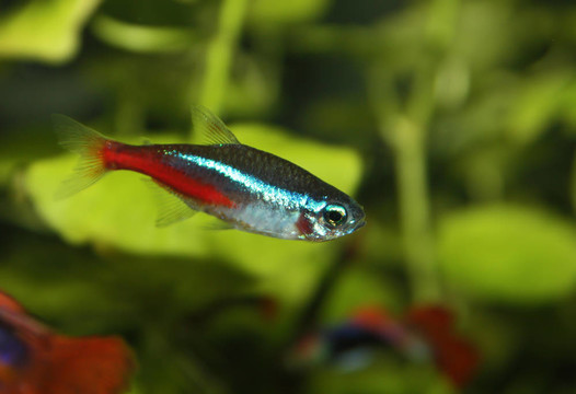 水族館魚霓虹。閉合.
