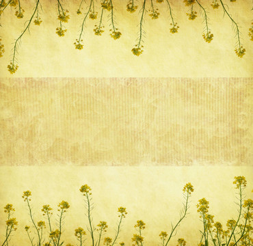 蹩腳的background.old紙油菜