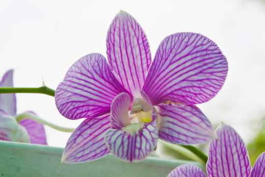 花園里的蘭花