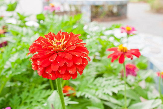 花園里的紅花