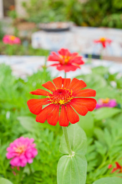 花園里的紅花