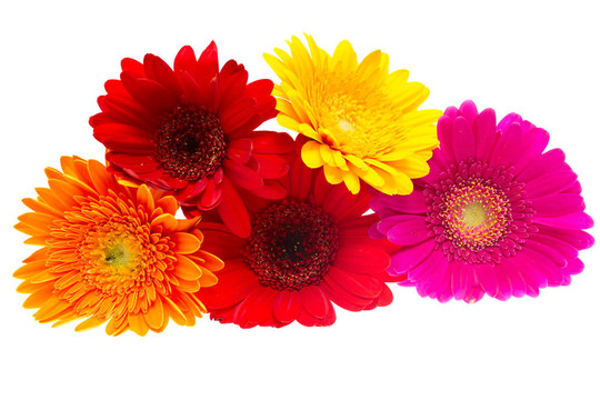 Gerber Daisy孤立在白色背景