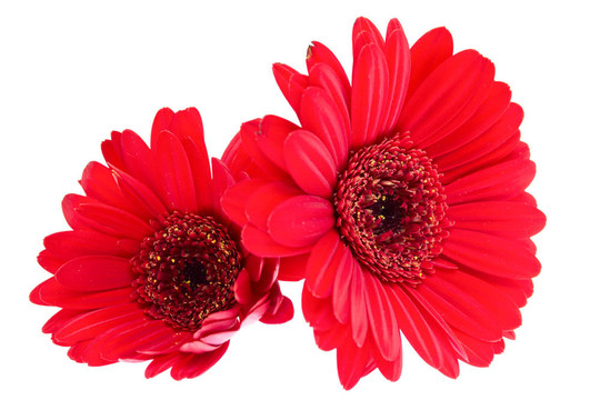 Gerber Daisy孤立在白色背景