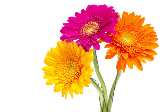 Gerber Daisy孤立在白色背景