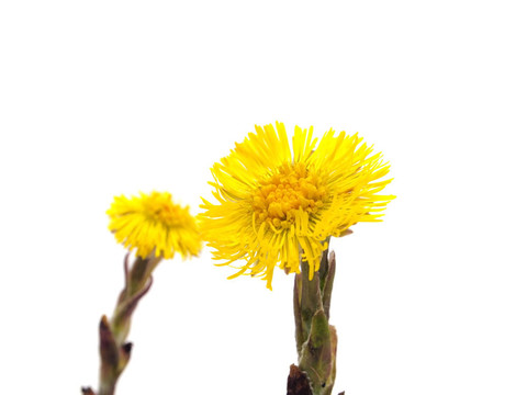 小馬的腳或Tussilago farfara