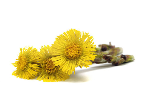 小馬的腳或Tussilago farfara