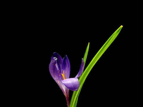 番紅花的花