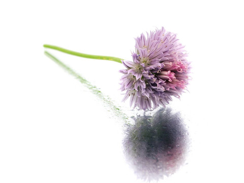 韭菜花