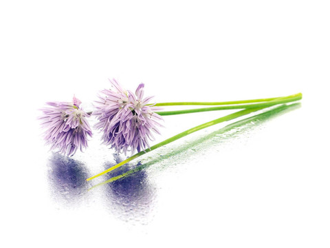 韭菜花