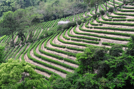 茶園山