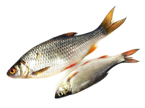 羅奇（擬鯉）