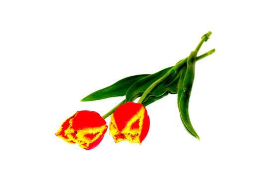 花是春天的紅色黃色郁金香