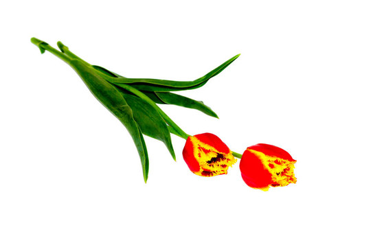 兩朵花是紅色的黃色郁金香