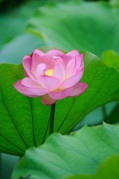 盛開的蓮花