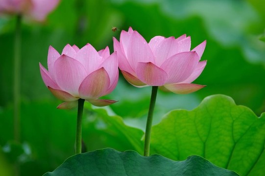 盛開的蓮花