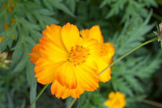 大波斯菊
